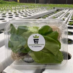 Buy Fresh Green Lettuce in Delhi NCR at Your Doorstep