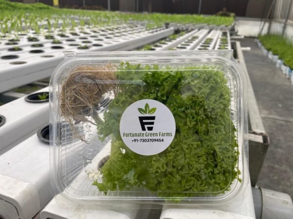 Lettuce Mix Salad