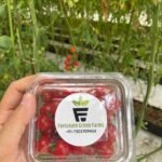 Cherry Tomatoes BY Fortunate Green Farms