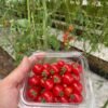 Cherry Tomatoes - Fortunate Green Farms