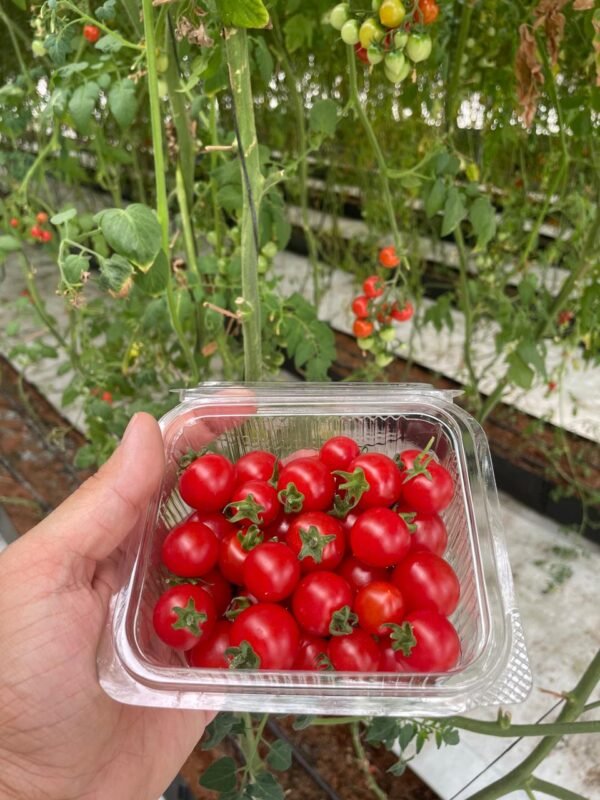 Cherry Tomatoes - Fortunate Green Farms
