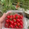 Cherry Tomatoes - Fortunate Green Farms