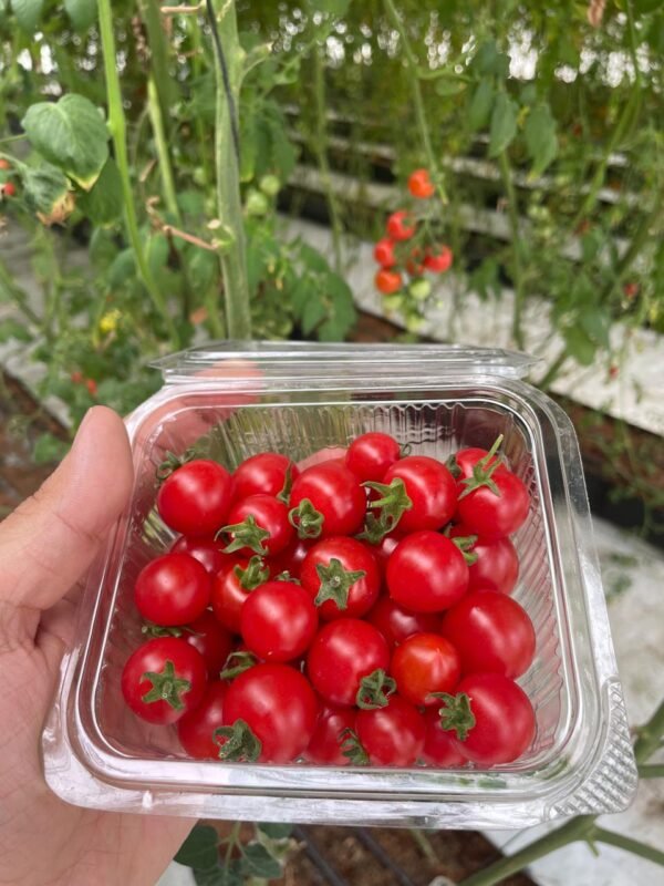 Cherry Tomatoes - Fortunate Green Farms