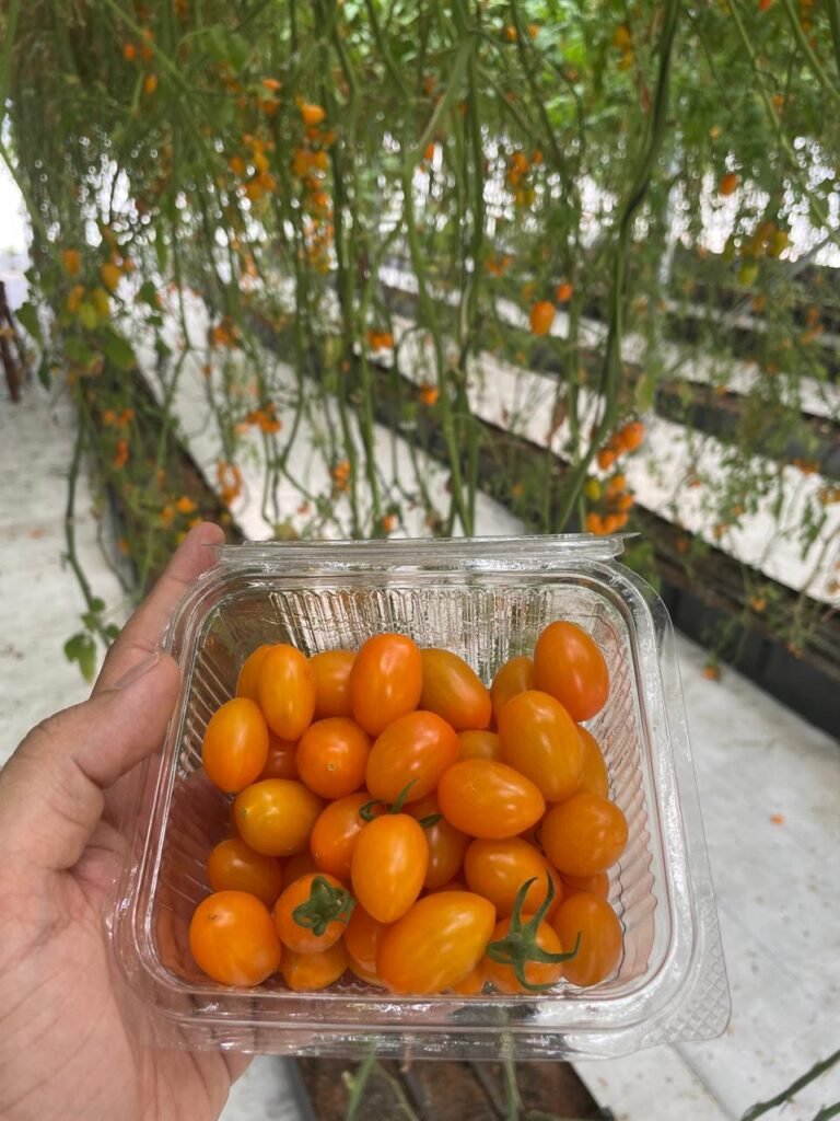 Yellow cherry Tomatoes - Fortunate Green Farms