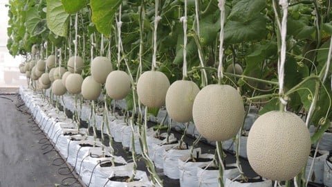 Musk Melon by Fortunate Green Farms