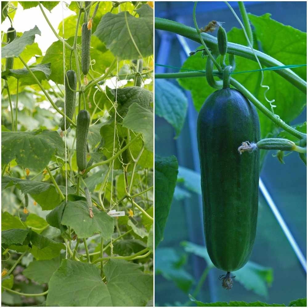 Fresh Vegetables in Delhi NCR