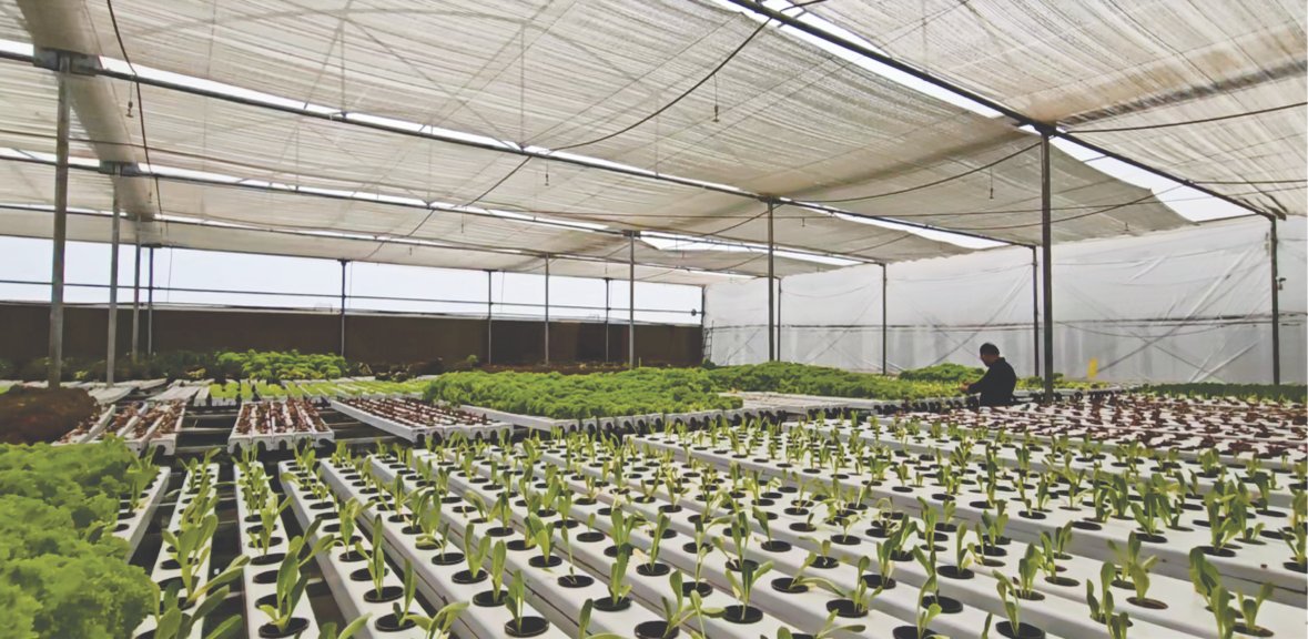 Hydroponic Farms - Fortunate Green Farms
